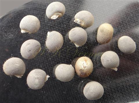  Seeds